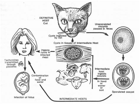 Toxoplasma Gondii Life Cycle Adapted From J P Dubey Download | SexiezPicz Web Porn