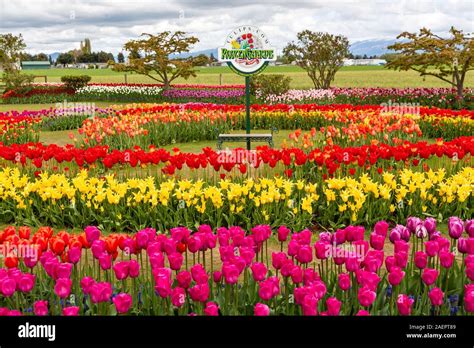 Tulip gardens at the Roozengaarde display Gardens near Mount Vernon, Skagit Valley, Washington ...