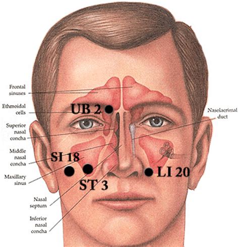 7 Sinus Pressure Points for Instant Relief | Faculty of Medicine