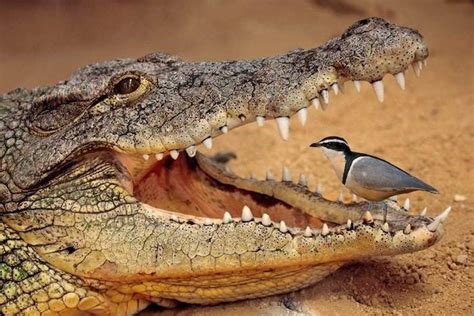 Symbiosis Relations in the Animal Kingdom: Alligator with Bird