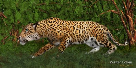 "Jaguar Stalking Prey" by Walter Colvin | Redbubble