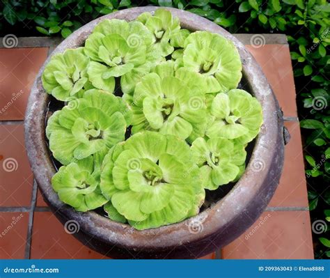 Top View of Pistia Stratiotes or Commonly Known As Water Cabbage, Water Lettuce, Nile Cabbage ...