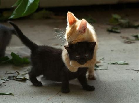 20 Adorable Pictures of Kittens Hugging Each Other