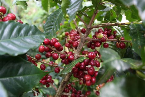 What is Colombian Coffee anyway?