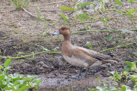 Eurasian Wigeon – Birds of Singapore