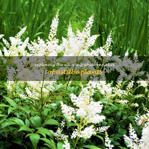 Exploring The Alluring White Varieties Of Astilbe Plants | ShunCy