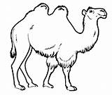 Kamel Ausmalbild Zeichnung Kamele  AusmalbilderFurKinderde sketch template
