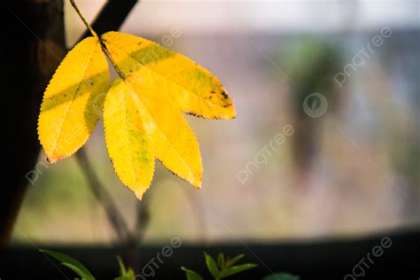 Autumn Yellow Leaves Photography Map Background, Fall, Yellow, Leaves ...