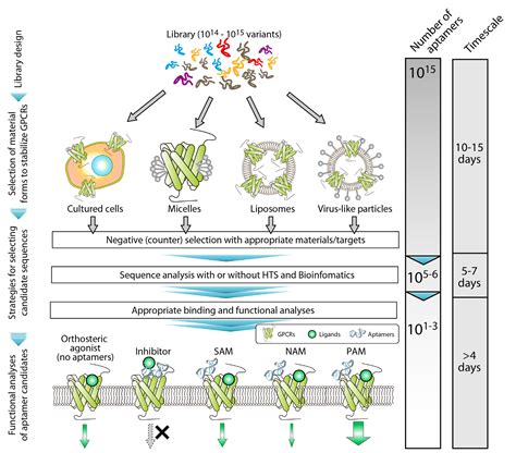 Cells | Free Full-Text | Nucleic Acid Aptamers Emerging as Modulators of G-Protein-Coupled ...