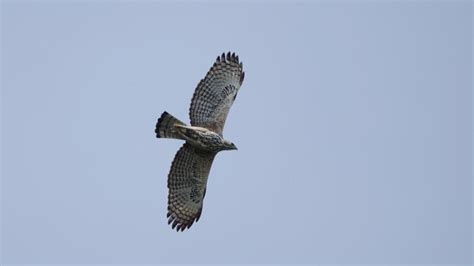 Crested Goshawk | MarkEisingBirding