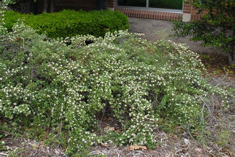 Cotoneaster dammeri (Bearberry Cotoneaster, Cotoneaster humifusa, Cotoneaster humifusus) | North ...