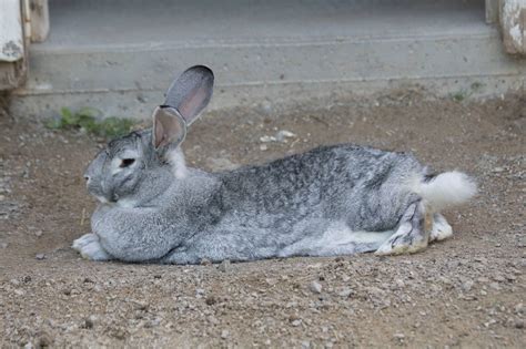 Flemish Giant rabbit breed: Everything you need to know