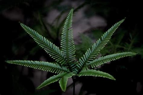 Prehistoric Plants Stock Photos, Images and Backgrounds for Free Download