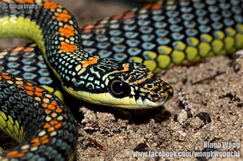 Chrysopelea paradisi - Paradise Flying Snake | Snake, Snake photos, Reptile snakes