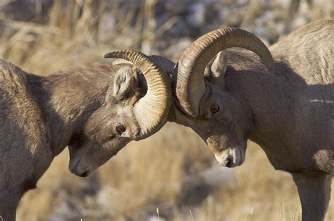 Fighting Bighorn Sheep by Daryl L. Hunter / 500px