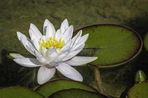 White Nenufar Flower Stock Photos - Free & Royalty-Free Stock Photos ...