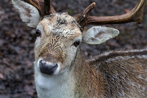 Free Images : wildlife, wild, mammal, fauna, reindeer, vertebrate, fallow deer, red deer, deer ...
