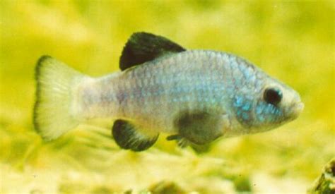 DESERT PUPFISH