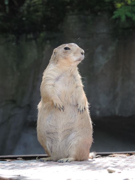 Woodchuck Repellent | Get Rid of Woodchucks | Shake-Away Fox urine