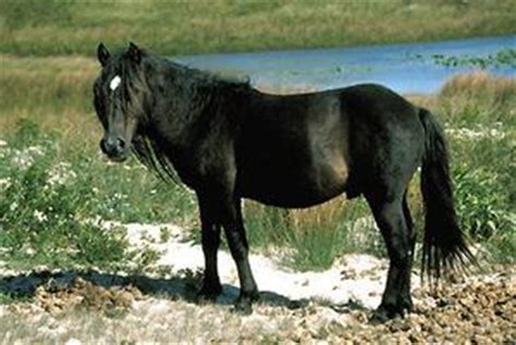 Sable Island Horses | The Canadian Encyclopedia