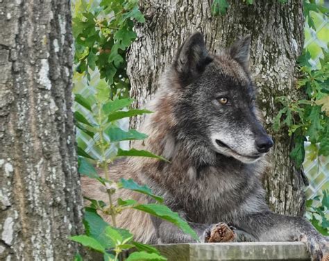 General Tour — Saint Francis Wolf Sanctuary