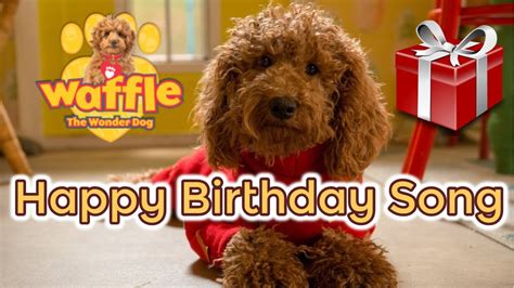 Waffle song | Waffle the wonder dog birthday song - YouTube