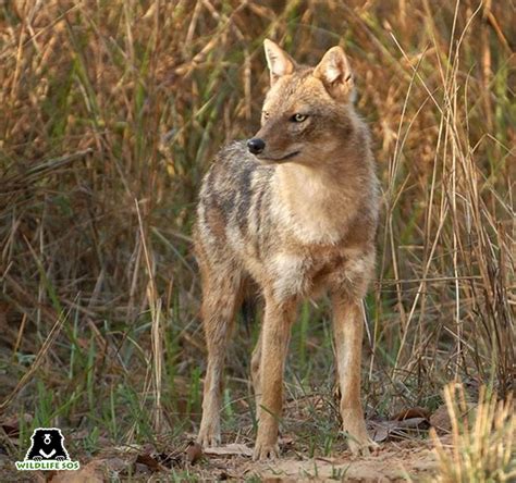 A Golden Howl In The Wild - Wildlife SOS