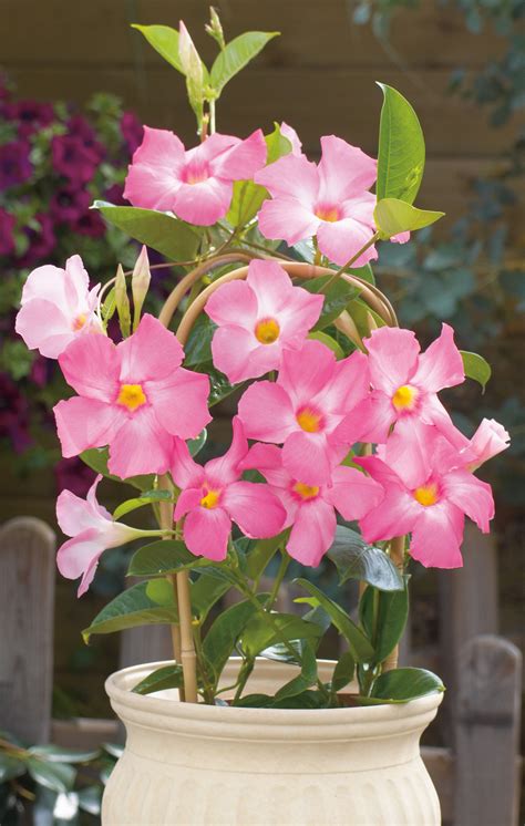 Sun Parasol ® Mandevilla Giant Pink – Sunfire Nurseries