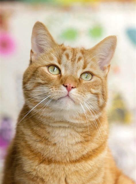 8 Fun Facts About Ginger Tabby Cats - Cole & Marmalade