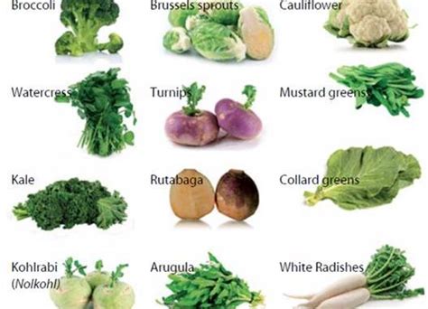 Characteristics and economic importance of Cruciferace (Brassicaceae ...