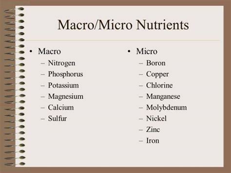 Macronutrients And Micronutrients In Plants - Jacqueline-Jia