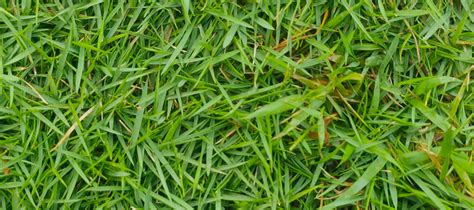 Identifying Zoysia Grass Versus Bermuda Grass | ABC Blog