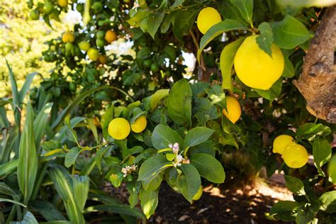 Names Of Lemon Trees