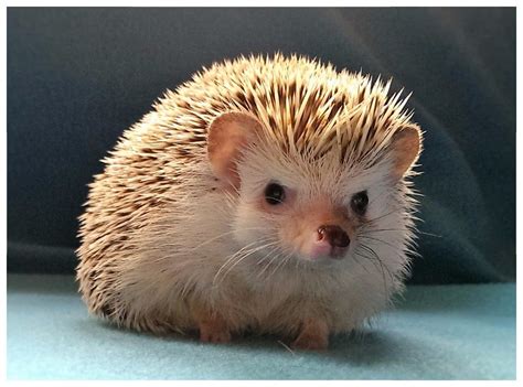 I am an ethical African pygmy hedgehog breeder and have hoglets for ...