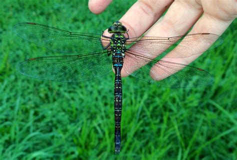 Woods Walks and Wildlife: A Few Yard Amphibians and Insects