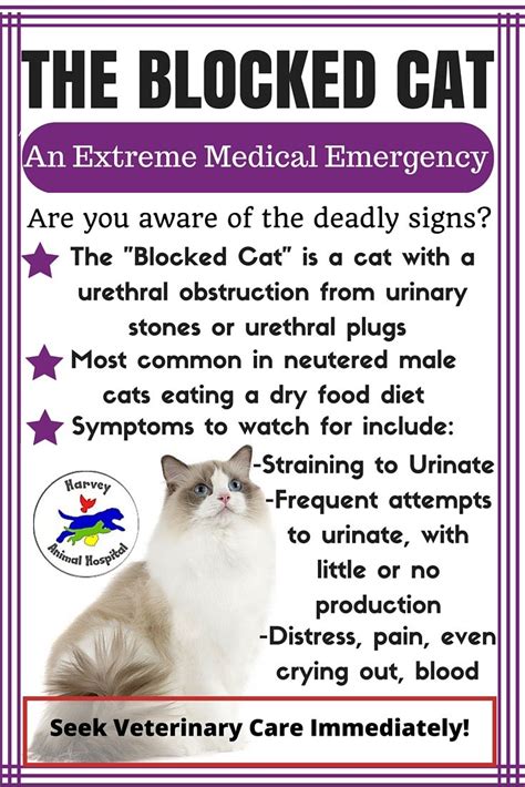 A urinary blockage is a life threatening condition. It can be fatal in ...