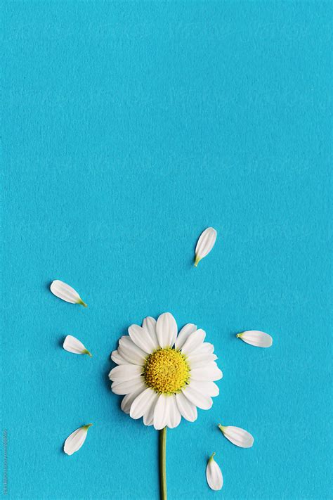 "Daisy On A Blue Background" by Stocksy Contributor "Ruth Black" - Stocksy