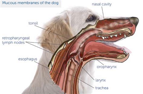 The Critical Role of Mucosal Immunity for Protection Against Bordetella ...