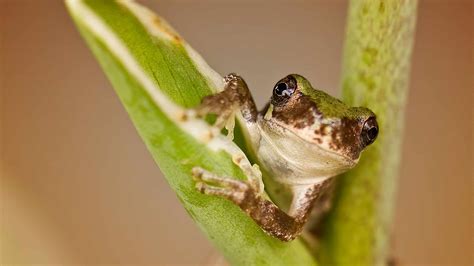 The Gray Treefrog is a Master of Disguise - Nature Canada