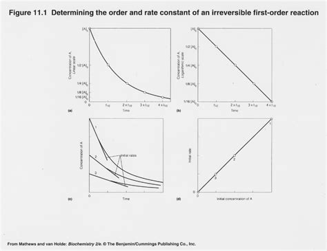 First-Order Reaction Kinetics