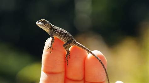 Cat’s Unexpected Reaction to Finding a Lizard Has People Intrigued ...