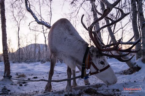 Sámi Culture and Reindeer Herding - Kilpissafarit