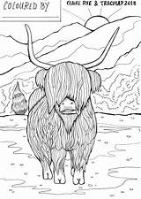 Coloring Pages Of Highland Cows sketch template