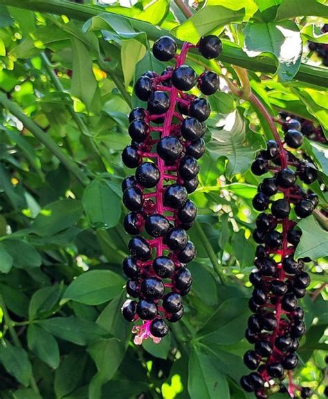 Pokeweed Berries