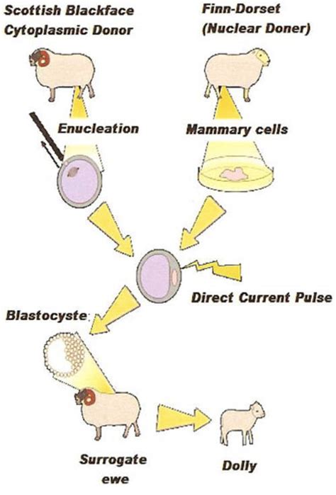 Cloning - Class 8, Reproduction in animals