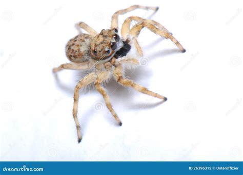 Jumper Spider stock photo. Image of eyes, insectivore - 26396312