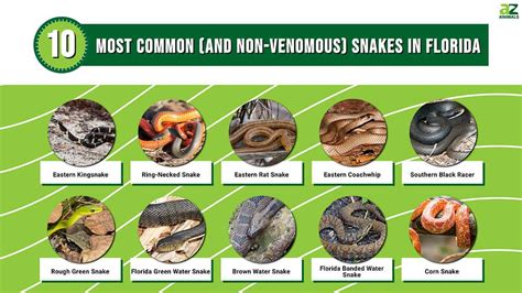 10 of the Most Common (and Non-Venomous) Snakes in Florida - AZ Animals