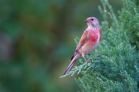 European Linnet Facts, Temperament As Pets, Care, Pictures