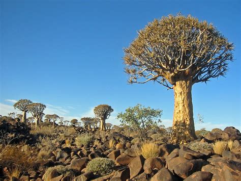 Namibia Reservations: Plants and Vegetation in Namibia