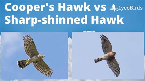 How to Identify a Cooper’s Hawk vs a Sharp Shinned Hawk – Nature Blog Network